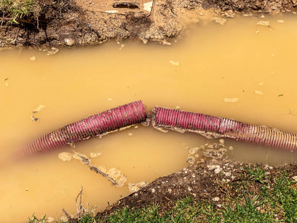 Best Flood restoration services  in Crewe, VA